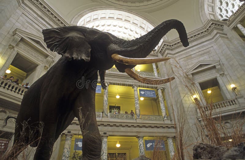 African elephant stands tall in the central area of the Smithson Museum of Natural History in Washington, D.C., USA. African elephant stands tall in the central area of the Smithson Museum of Natural History in Washington, D.C., USA.