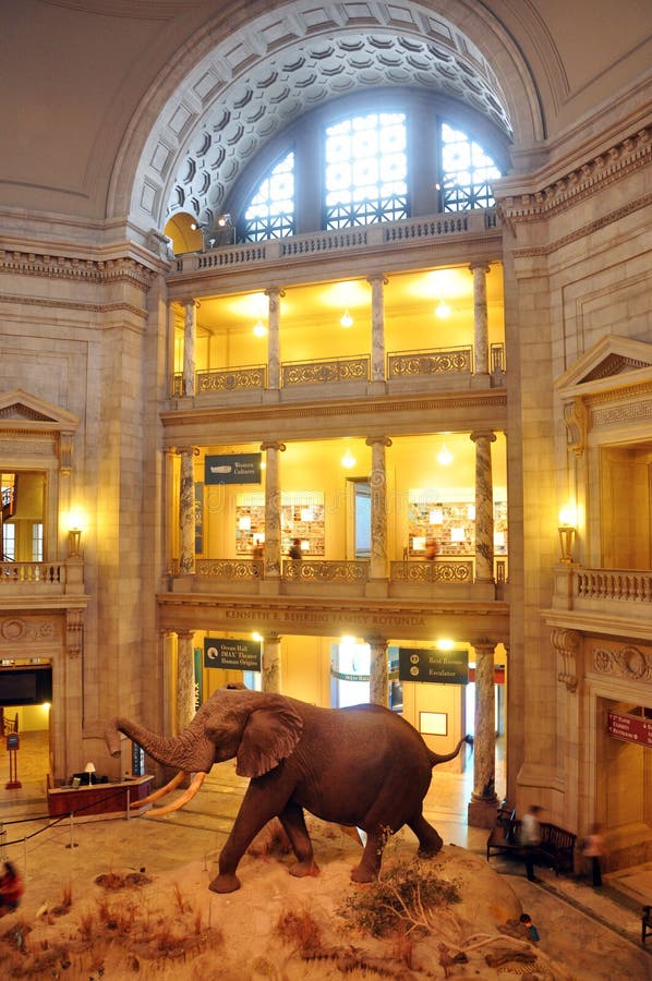 National Museum of Natural History, Washington DC, USA The massive African Bush elephant is one of the highlights of the museum. This elephant sample is on the ground floor and is the centerpiece of the museum. It creates an impressive sight as visitors enter the museum. National Museum of Natural History, Washington DC, USA The massive African Bush elephant is one of the highlights of the museum. This elephant sample is on the ground floor and is the centerpiece of the museum. It creates an impressive sight as visitors enter the museum.