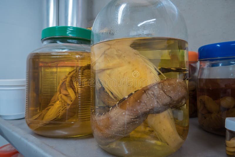 Museum Shelves with Specimens Preserved in Formalin Glass Jars Editorial  Photo - Image of preservation, abundance: 177644681