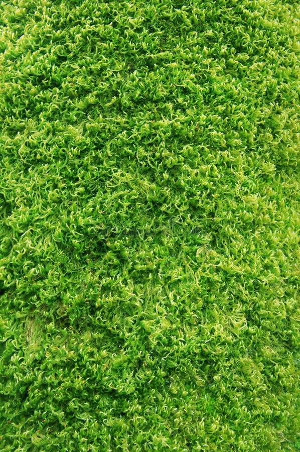 Bonsais japoneses foto de archivo. Imagen de japonés, arte - 8064526