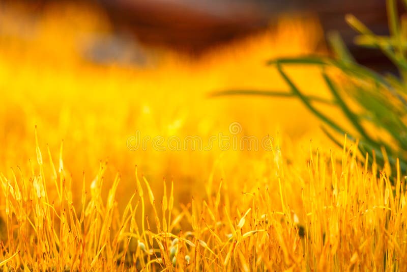 musgo amarillo del detalle e hierba verde