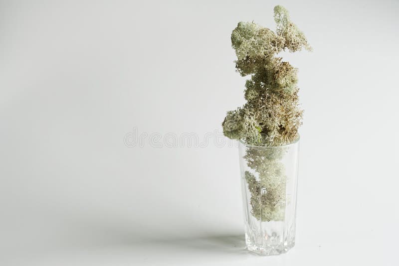 Musgo blanco norteño en un vaso transparente sobre un fondo claro. elemento interior moderno. estilo escandinavo. ecofriendario fotografía de archivo