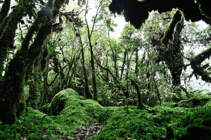 Musgo de esfagno en Ang Ka Nature Trail Doi Inthanon, Chiangmai, Th fotos de archivo libres de regalías Musgo de esfagno en Ang Ka Nature Trail Doi Inthanon, Chiangmai, Th fotos de archivo libres de regalías