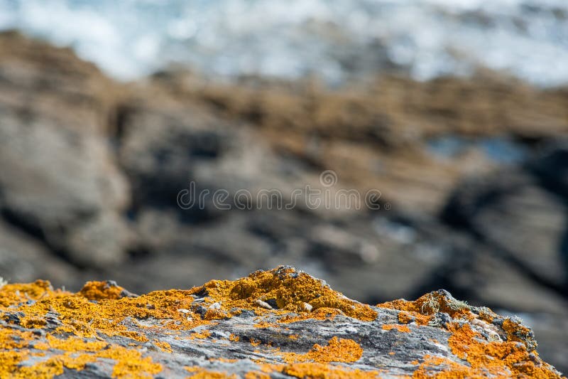 Musgo do oceano ou líquene amarelo que crescem, fundo foto de stock royalty free Musgo do oceano ou líquene amarelo que crescem, fundo foto de stock royalty free