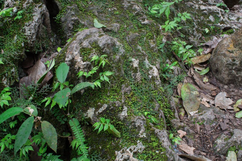 Musgo e folhas nas rochas na floresta natural imagem de stock
