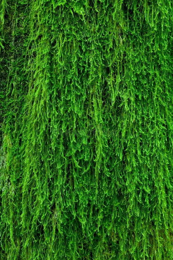 A green and fresh moss on a tree bark. A green and fresh moss on a tree bark