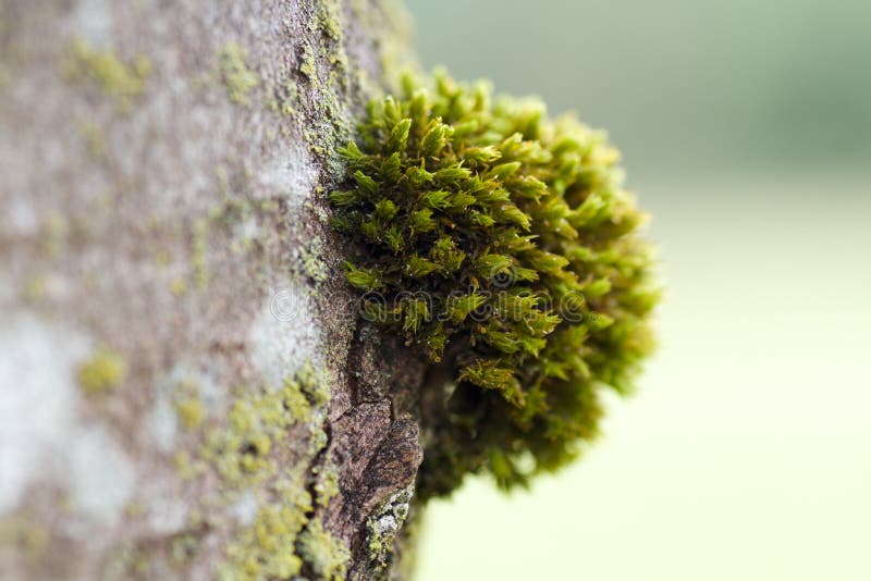 Moss macro detail on a bark of a tree. Moss macro detail on a bark of a tree