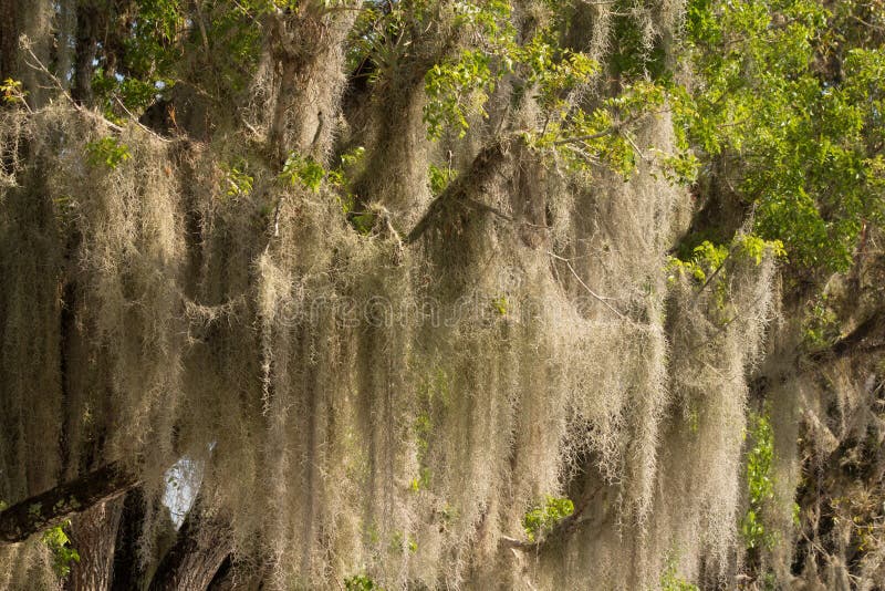 Musgo-espanhol nos Everglades fotografia de stock