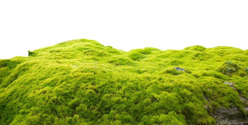 Musgo verde imagen de archivo