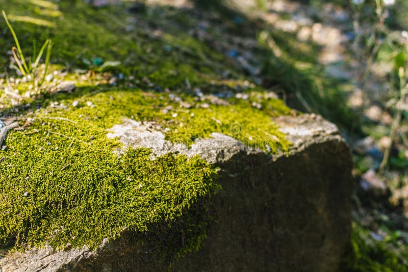Musgo verde do verão fotos de stock royalty free Musgo verde do verão fotos de stock royalty free