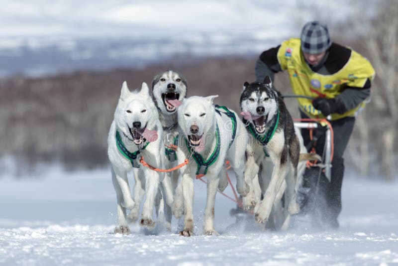 Musher corriente Sitnikov Alexey de Kamchatka del equipo del perro de trineo El competir con de perro de trineo de Kamchatka Beri imagen de archivo libre de regalías Musher corriente Sitnikov Alexey de Kamchatka del equipo del perro de trineo El competir con de perro de trineo de Kamchatka Beri imagen de archivo libre de regalías