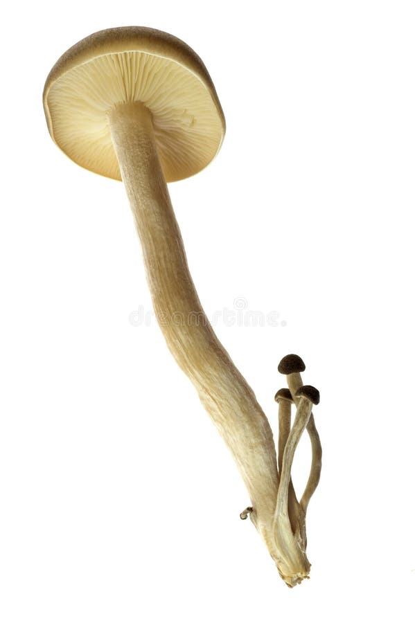 Mushroom