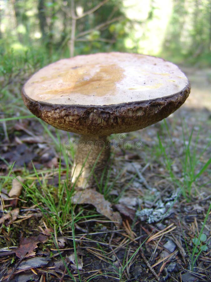 Mushroom