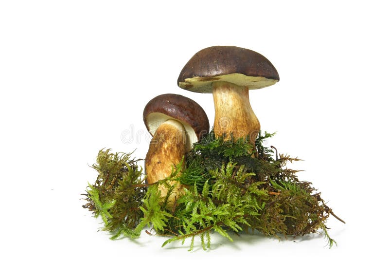 Mushroom Bay Bolete (Boletus badius)