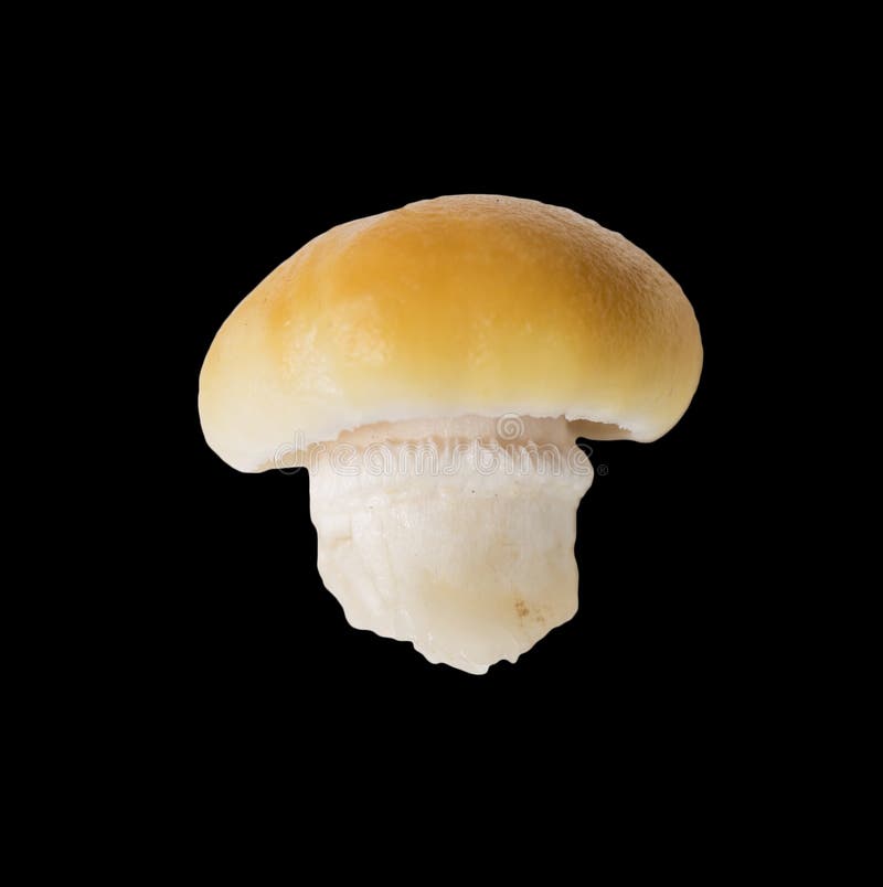 Mushroom on a Black Background Stock Image Image of black, closeup 104471159