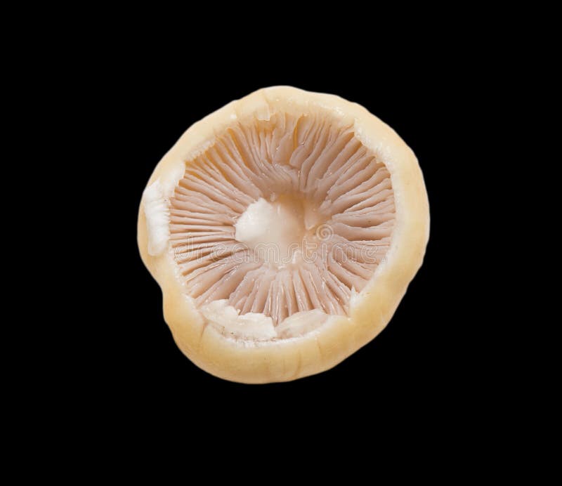 Mushroom on a Black Background . Stock Image Image of ingredient, brown 100550549