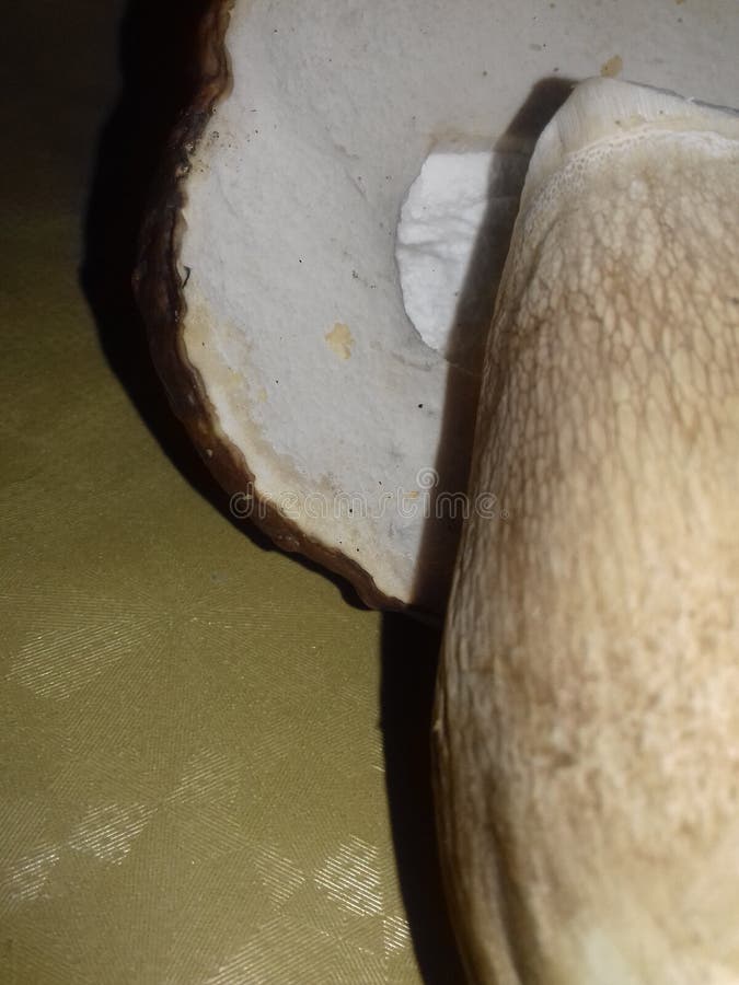 Broken mushroom on the table. On a brown background. Delicious mushroom. It grows ander an oak forest.