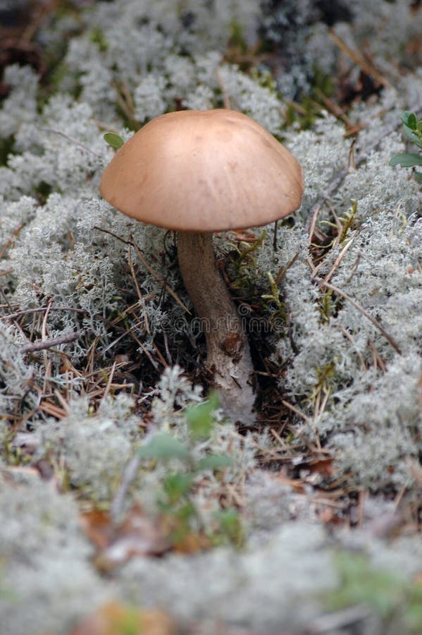 Mushroom Brown Cap Boletus Picture. Image 6547022