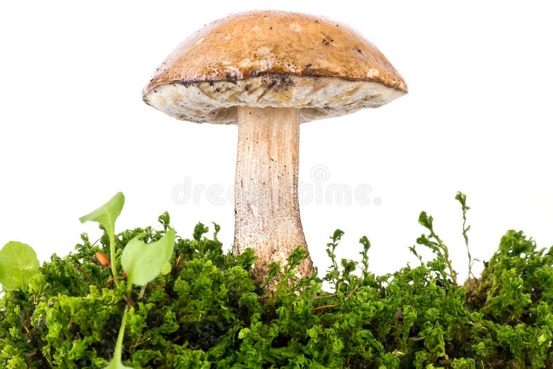 Mushroom is a Brown Cap Boletus Stock Image Image of flora, scabrum 51287025