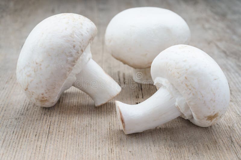 Mushroom champignon