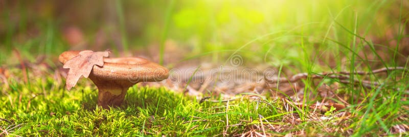 Mushroom closeup, banner - Lactarius deliciosus, in low grass and moss