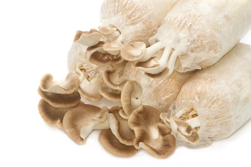 Mushroom Cultivation, Fresh Oyster Mushrooms Stock Image Image of mushroom, brown 38287095