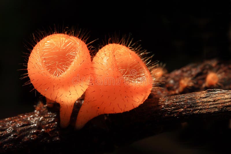 Orange Mushroom or Champagne Mushroom in Rain Forest Stock Photo