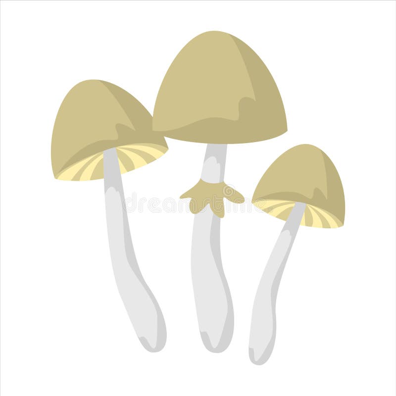 Mushroom drug  isolated. Psilobycin, psychedelic fungus