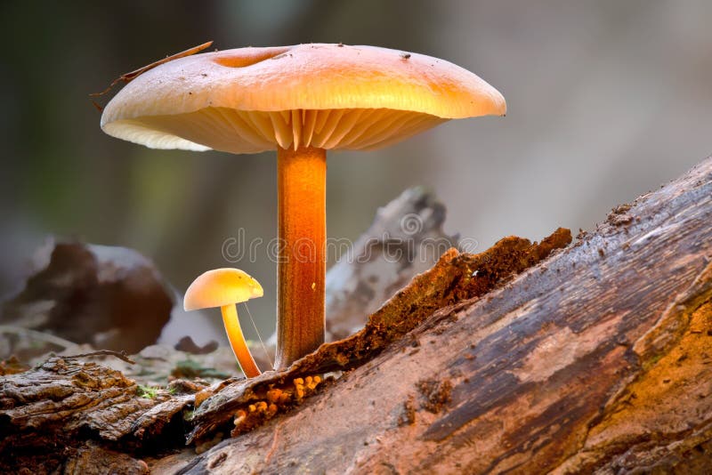 Mushroom, Edible Mushroom, Fungus, Medicinal Mushroom Picture. Image 101010217