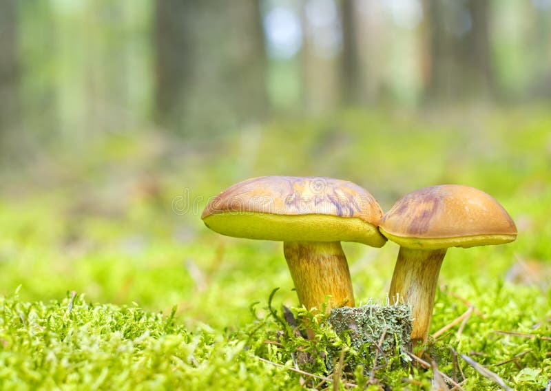 Mushroom family in moss