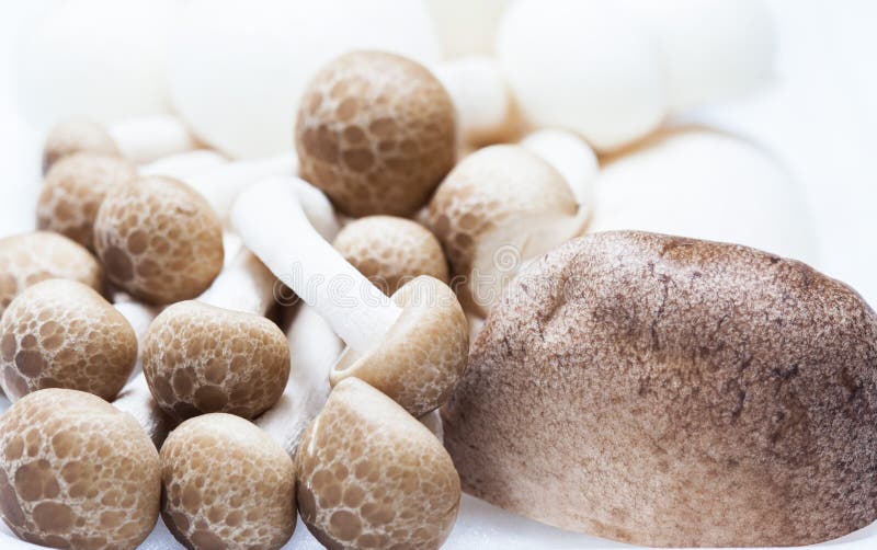 Mushroom in Foam Package Close Up Stock Image Image of foam, small