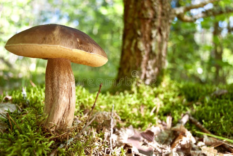 Comestible champinón en mecánico en verano Bosque 