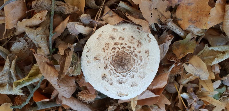Mushroom on forest floor royalty free stock photo Mushroom on forest floor royalty free stock photo
