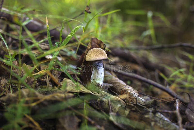 Mushroom in the Forest among Grass and Dry Leaves Stock Image Image