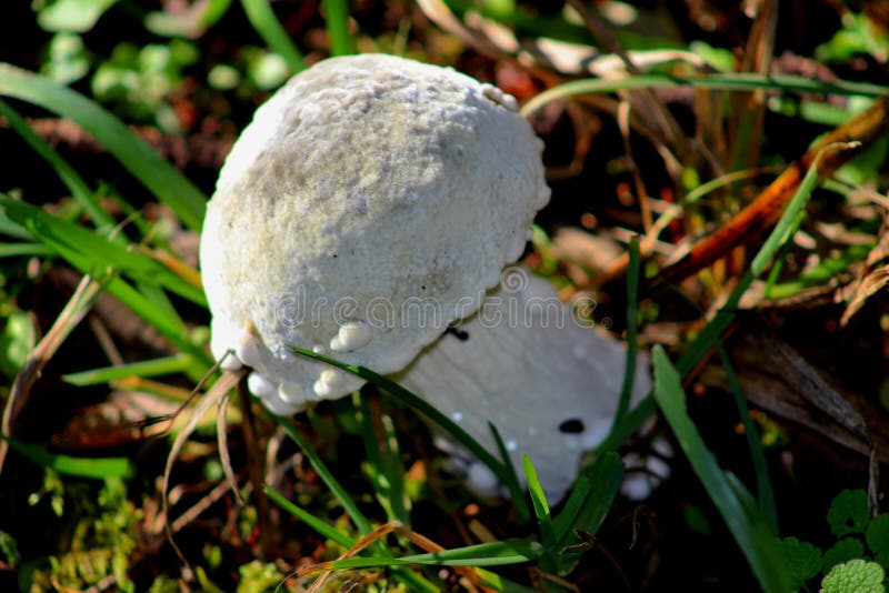 Unidentified Bolete Mushroom, Lewisville, WA, USA