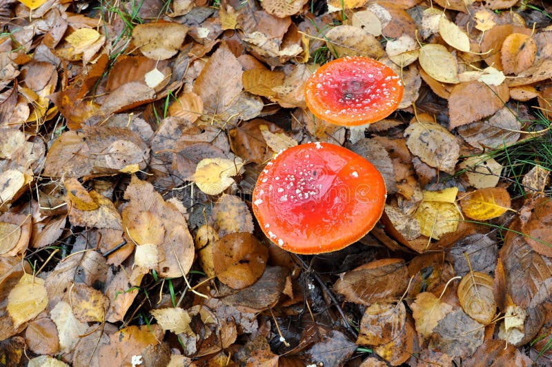 Mushroom, Fungus, Medicinal Mushroom, Edible Mushroom Picture. Image 111110594