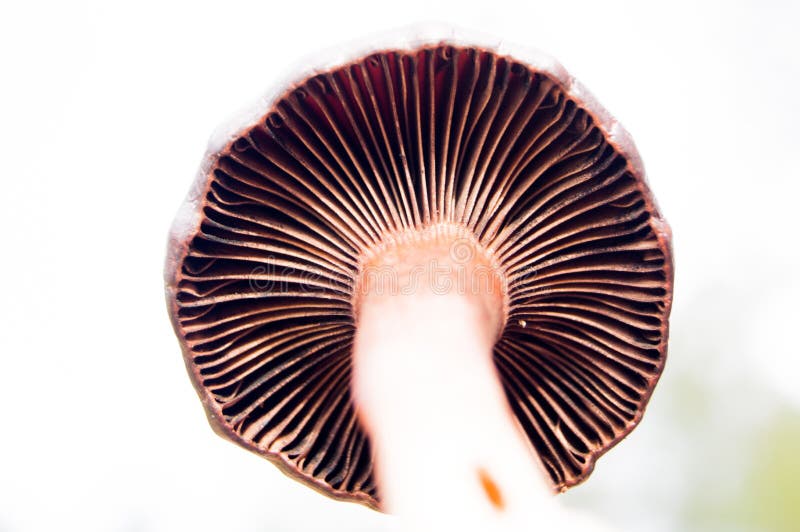 Mushroom Gills