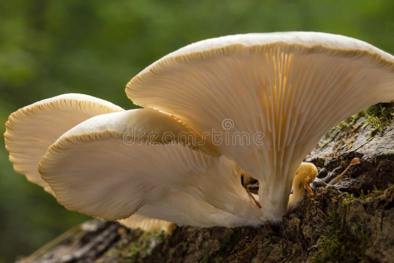 Mushroom with Gills stock image. Image of mushrooms, fungi 61406941
