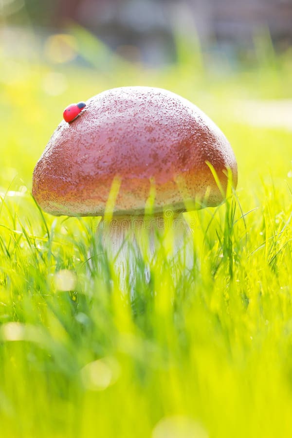 Mushroom in grass