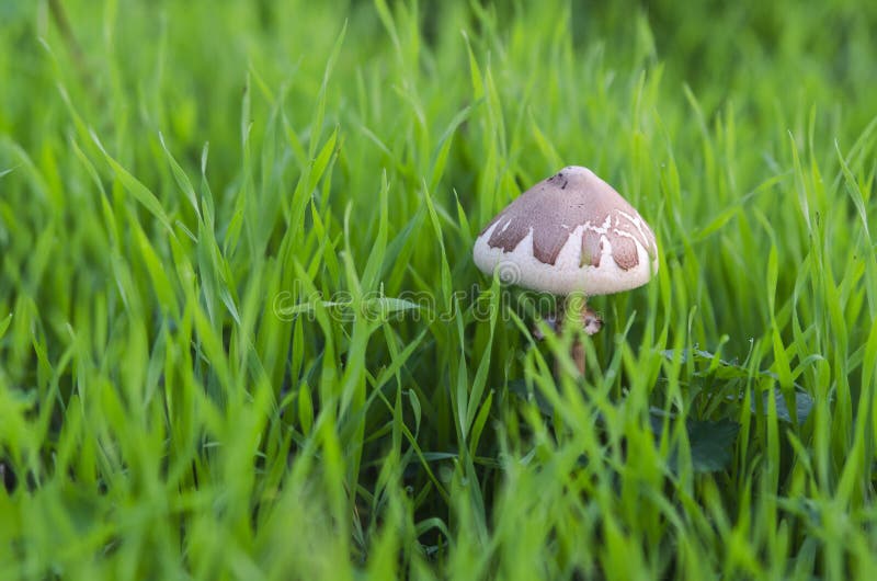 Mushroom grass stock image. Image of color, single, healthy 40566461