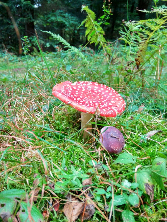Mushroom on the Green Grass Stock Image Image of fresh, flora 78563659