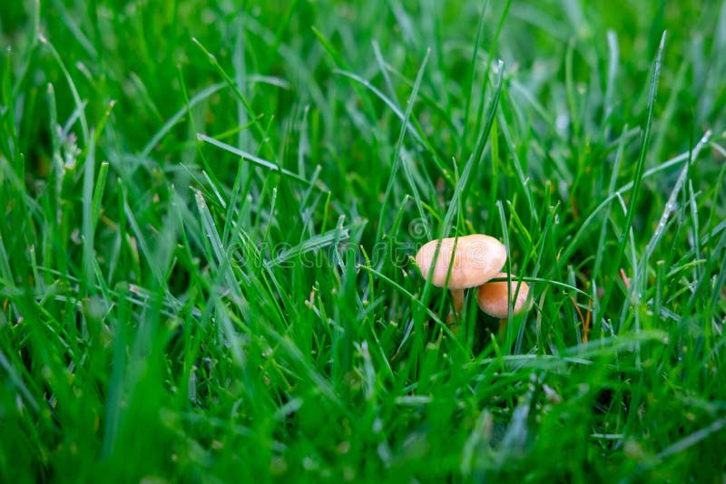 Mushroom in the green grass. Photo of a mushroom growing in lawn grass. Background for a banner with a mushroom and space for