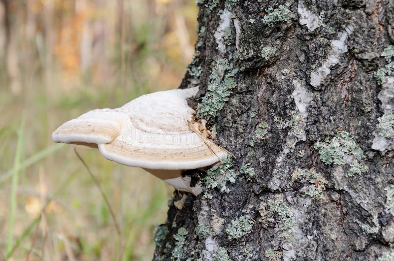 Mushroom Growing on Birch Tree in Autumn Forest Stock Image Image of