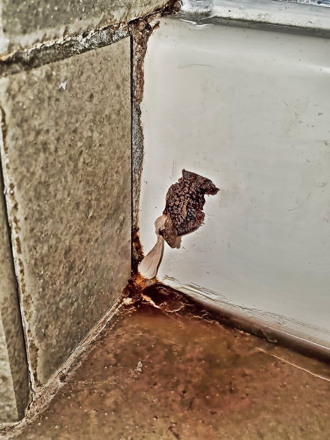 Mushroom Growing in the Corner of a Bathroom Shower Stall Stock Photo