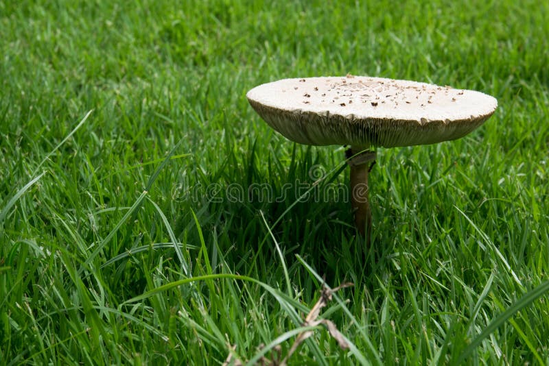 Mushroom Growing in the Grass Stock Image Image of travel, green