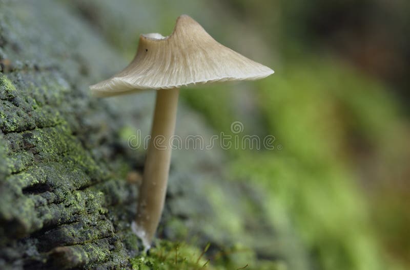 Mushroom