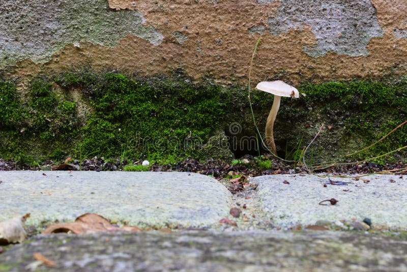 Mushroom Growing Out of a Wall Stock Photo Image of damaged, closeup