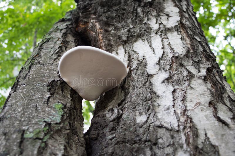 Mushroom Growing on a Tree Birch Stock Photo Image of tree, bark