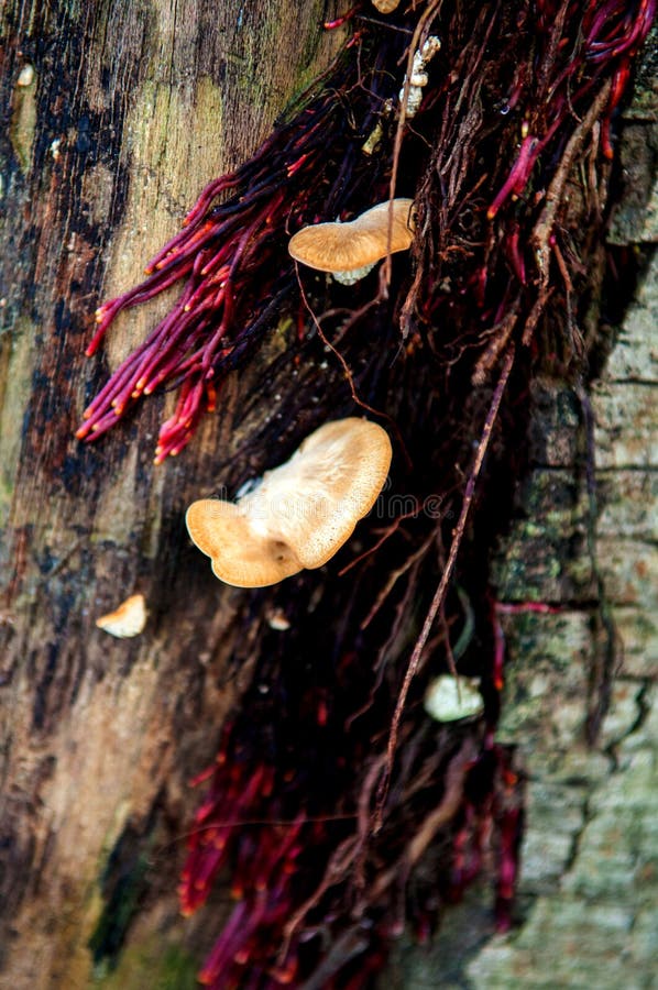 Mushroom Growing On Roots Tree Stock Image Image of botany, food