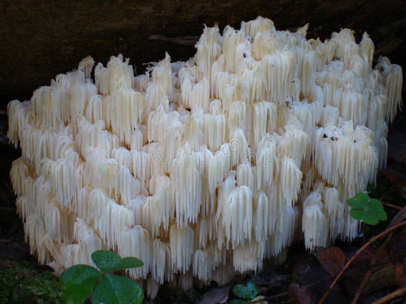 Mushroom Hericium erinaceus